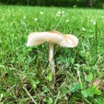 Melissa Ponzio Instagram - Popped up after the rain 🍄
