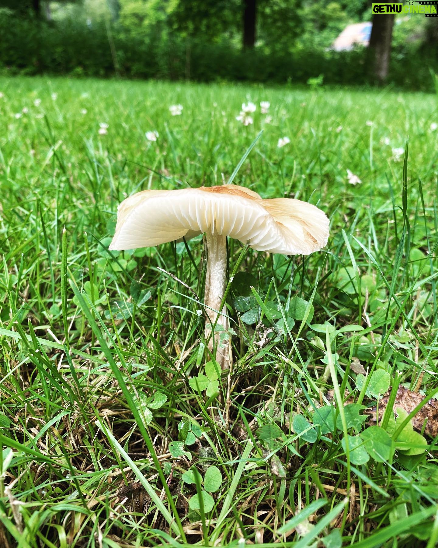 Melissa Ponzio Instagram - Popped up after the rain 🍄