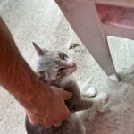 Melyssa Pinto Instagram - Primer día en Maldivas pasado por agua y esperando que mañana la cosa mejore. Nos hemos tostado un poquito, fotitos en la terracita, moto de agua con el cielo lleno de nubes cargadas de aguita, un lindo gatito, me he echado la siesta mientras me hacían un masaje y hemos cenado descalzos en un restaurante porque aquí todo es arena y entre eso y el agua hay que mantenerlo todo limpito :) mañana más y ojalá con un sol que deslumbre jeje 😨🌞
