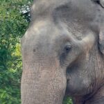 Melyssa Pinto Instagram – Aprendiendo, sanando y mejorando 🔁 

Ultimo recap junto a estos seres maravillosos 🐘✨