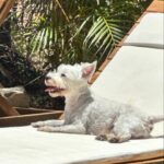 Mercedes Blanche Instagram - My past few weeks ☮️ 🏖️ 👯 🦋🎶