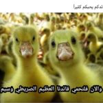 Merna Gamel Instagram - انا اسفه يا حبو الغيره عمتني 🐥🐥🐥🦆🤣 @chico_1980