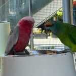 Merna Gamel Instagram - This vibes 🥰🦜🕊️🦩