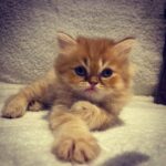 Merve Çağıran Instagram - Mecnun