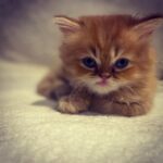 Merve Çağıran Instagram - Mecnun