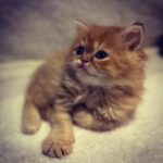 Merve Çağıran Instagram - Mecnun