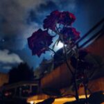 Merve Çağıran Instagram - Gül