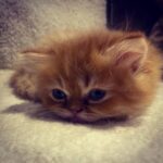 Merve Çağıran Instagram - Mecnun
