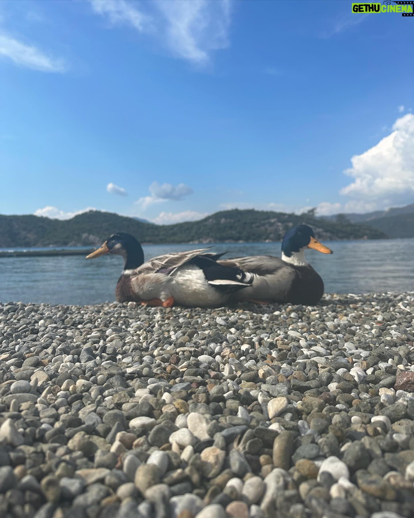 Merve Çağıran Instagram - İki ördek bi yengeç