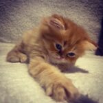 Merve Çağıran Instagram - Mecnun