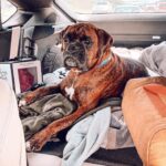 Mia Dinoto Instagram - Road trip with Jax! Can you guess where we went?🌴☀️🕶