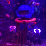 Mia Sara Nasuha Instagram – Day 2 at Legoland !! @legolandmalaysia  We went to their sea life for the first time!! 
.
.
.
#miasara
#miasaranasuha
#miayoutube
