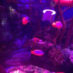 Mia Sara Nasuha Instagram – Day 2 at Legoland !! @legolandmalaysia  We went to their sea life for the first time!! 
.
.
.
#miasara
#miasaranasuha
#miayoutube