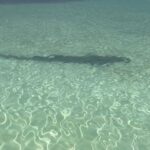 Michelle Leigh Calaway Instagram – I was simply enjoying a book on the beach when this “vegetation” looked a lot like a shark…..so I text hubby @undertaker 🦈😳kinda digging that last picture …A LOT😍#myprotector 🖤