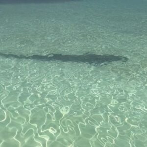 Michelle Leigh Calaway Instagram - I was simply enjoying a book on the beach when this “vegetation” looked a lot like a shark…..so I text hubby @undertaker 🦈😳kinda digging that last picture …A LOT😍#myprotector 🖤