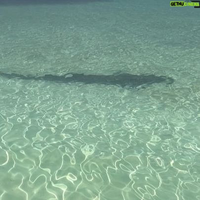 Michelle Leigh Calaway - 57.7K Likes - I was simply enjoying a book on the beach when this “vegetation” looked a lot like a shark…..so I text hubby @undertaker 🦈😳kinda digging that last picture …A LOT😍#myprotector 🖤