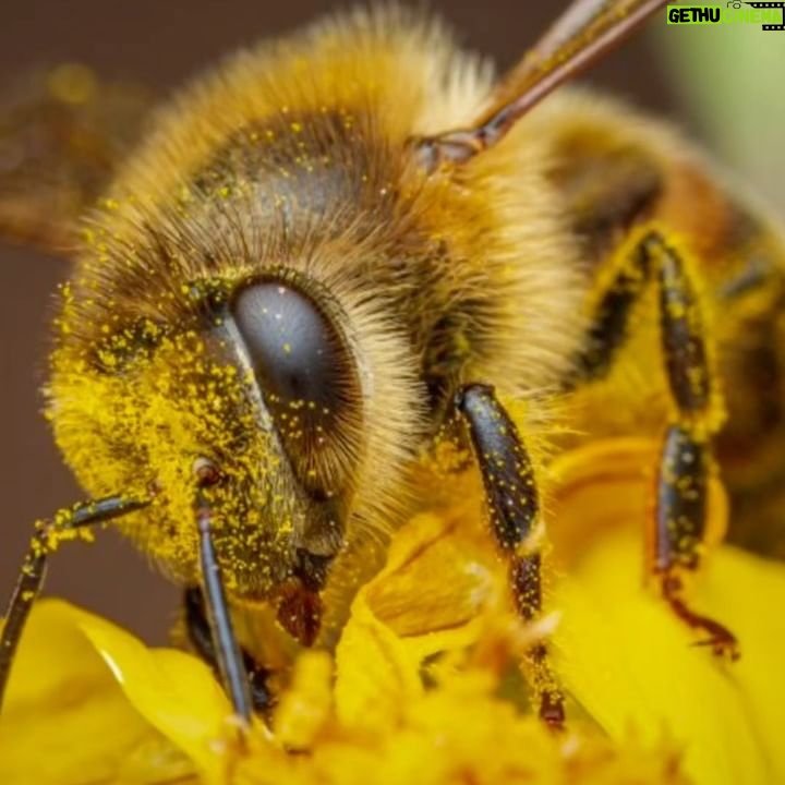 Michelle Rodriguez Instagram - Can’t believe it Bees are actually affected by light pollution. Who’d a thunk it😳 …lol some red lights outside should fix that. Awe I don’t wanna kill bees🐝🌎🤍💛🌬