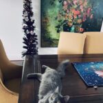 Michelle Trachtenberg Instagram - My cat shake brings all the boys to the yard….. #meow 🐈‍⬛