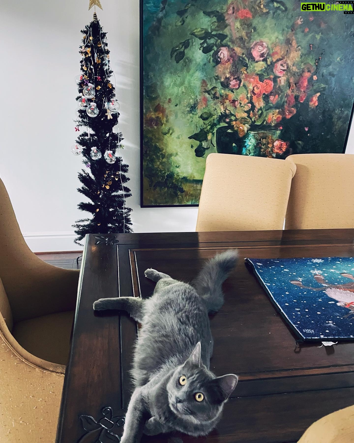 Michelle Trachtenberg Instagram - My cat shake brings all the boys to the yard….. #meow 🐈⬛