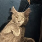 Michelle Trachtenberg Instagram - Meet Sir Winston…..the new addition to our family. It’s a special day! We rescued a life and are celebrating the life of my love @jaymcohen 24th anniversary of his kidney transplant. #love #adoptdontshop #mymen