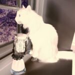Michelle Trachtenberg Instagram - Spooky season awaits…. 👻 #cat #halloween
