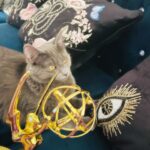 Michelle Trachtenberg Instagram - And the award for best Pussy goes to…..Sir Winston!! He would like to thank ME. I taught him his first evil side eye 😻 #emmys