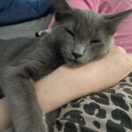 Michelle Trachtenberg Instagram - Morning cuddles with Sir Winston 😻 #kitten #meow #catsofinstagram