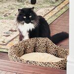 Michelle Trachtenberg Instagram - Mumzie, I am investigating the new bed 🐾
