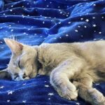 Michelle Trachtenberg Instagram - It’s been an exhausting #nationalcatday for Sir Winston! 😻 #meow #sweetdreams