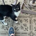 Michelle Trachtenberg Instagram - My beautiful “outside” kitty. She flirts with my boys through the windows 🐈‍⬛