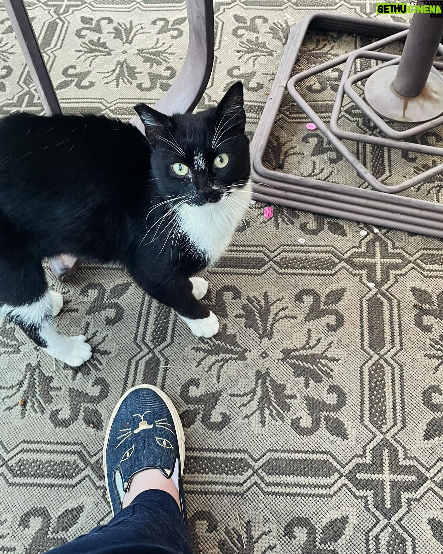 Michelle Trachtenberg Instagram - My beautiful “outside” kitty. She flirts with my boys through the windows 🐈⬛