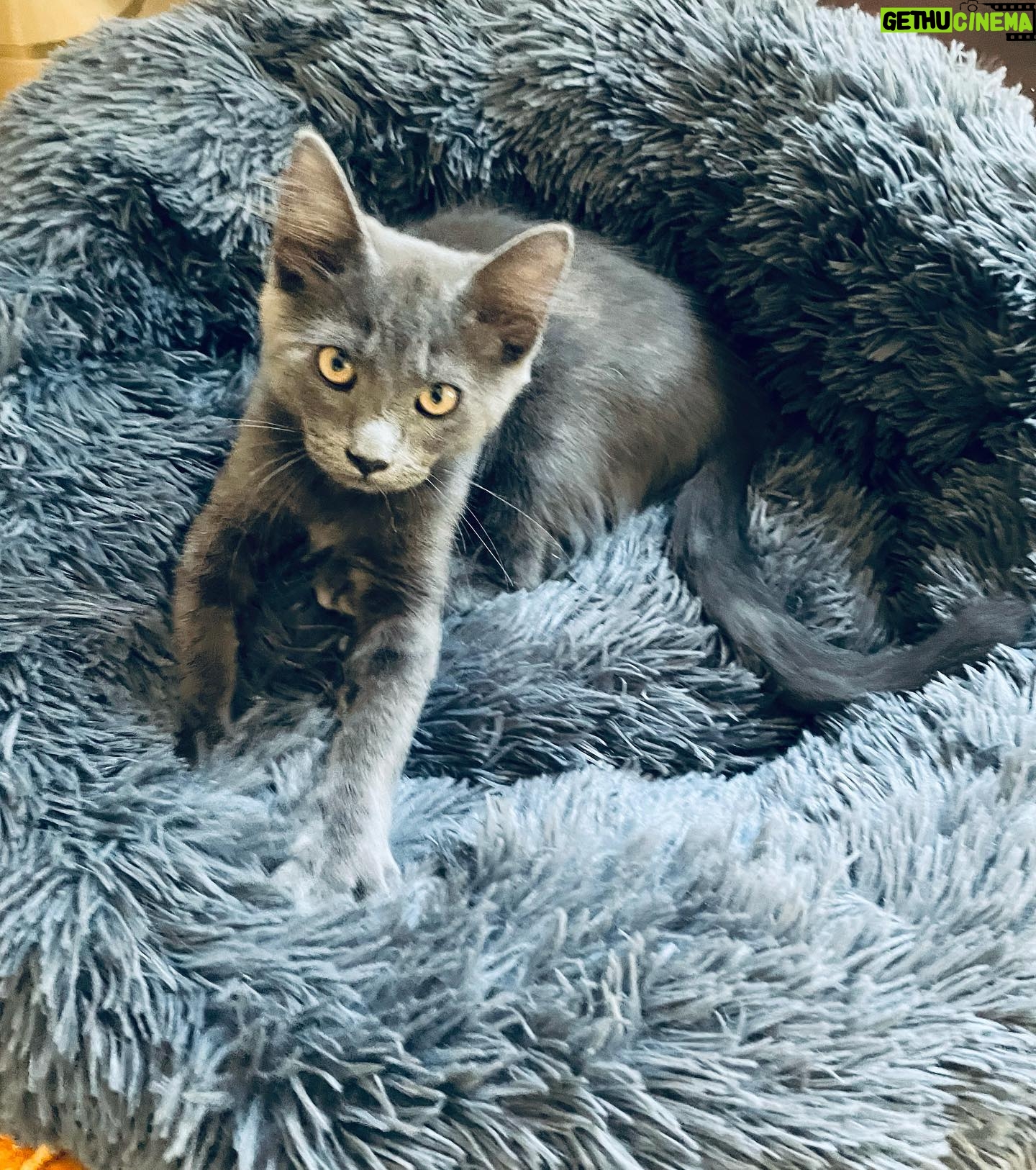 Michelle Trachtenberg Instagram - Iām ready for my closeup mama! Love, Sir Winston šš½ #adoptdontshop #catsofinstagram