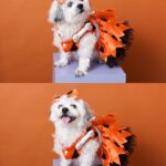 Michelle Vito Instagram - howl-o-ween 2022 ft. chloe the flintstones 🧡 & me just a fur momma this year. who can relate? 🙋🏼‍♀️ ~ oufit: @poochtotty