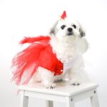 Michelle Vito Instagram – Howl-O-Ween Pawty 🎃 

@poochtotty for the Harry Pawter outfit! 🪄