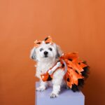 Michelle Vito Instagram - howl-o-ween 2022 ft. chloe the flintstones 🧡 & me just a fur momma this year. who can relate? 🙋🏼‍♀️ ~ oufit: @poochtotty