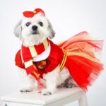 Michelle Vito Instagram – Howl-O-Ween Pawty 🎃 

@poochtotty for the Harry Pawter outfit! 🪄
