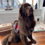 Mikhail Varshavski Instagram - How @thebearpup carries his weiner ❤️ #newfie #doxie
