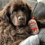 Mikhail Varshavski Instagram - Merry Christmas from my floofy newf @thebearpup 🐻❤️🎄#merrychristmas #newfie #nyc #eggnog