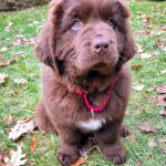 Mikhail Varshavski Instagram - Wishing my best friend the happiest of all birthdays ❤️🐻🎉 It’s hard to explain how much a dog can mean to someone. But this 140-pound floof truly has gotten me through some of my hardest times. Love you @thebearpup Happy 6th bday my sweet boy! 🦴🎉 #newfie