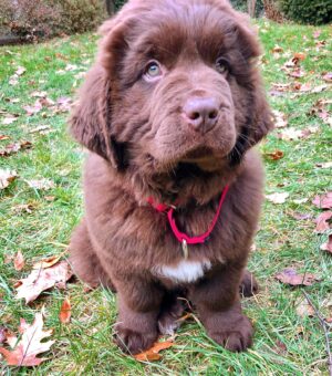 Mikhail Varshavski Instagram - Wishing my best friend the happiest of all birthdays ❤️🐻🎉

It’s hard to explain how much a dog can mean to someone. But this 140-pound floof truly has gotten me through some of my hardest times. 

Love you @thebearpup Happy 6th bday my sweet boy! 🦴🎉 #newfie