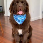 Mikhail Varshavski Instagram - Wishing my best friend the happiest of all birthdays ❤️🐻🎉 It’s hard to explain how much a dog can mean to someone. But this 140-pound floof truly has gotten me through some of my hardest times. Love you @thebearpup Happy 6th bday my sweet boy! 🦴🎉 #newfie