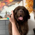 Mikhail Varshavski Instagram - Wishing my best friend the happiest of all birthdays ❤️🐻🎉 It’s hard to explain how much a dog can mean to someone. But this 140-pound floof truly has gotten me through some of my hardest times. Love you @thebearpup Happy 6th bday my sweet boy! 🦴🎉 #newfie