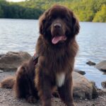 Mikhail Varshavski Instagram - Wishing my best friend the happiest of all birthdays ❤️🐻🎉 It’s hard to explain how much a dog can mean to someone. But this 140-pound floof truly has gotten me through some of my hardest times. Love you @thebearpup Happy 6th bday my sweet boy! 🦴🎉 #newfie