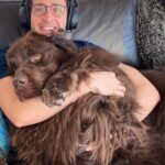 Mikhail Varshavski Instagram - Wishing my best friend the happiest of all birthdays ❤️🐻🎉 It’s hard to explain how much a dog can mean to someone. But this 140-pound floof truly has gotten me through some of my hardest times. Love you @thebearpup Happy 6th bday my sweet boy! 🦴🎉 #newfie