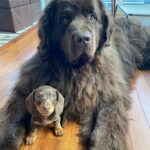 Mikhail Varshavski Instagram - Wishing my best friend the happiest of all birthdays ❤️🐻🎉 It’s hard to explain how much a dog can mean to someone. But this 140-pound floof truly has gotten me through some of my hardest times. Love you @thebearpup Happy 6th bday my sweet boy! 🦴🎉 #newfie