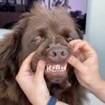 Mikhail Varshavski Instagram - Wishing my best friend the happiest of all birthdays ❤️🐻🎉 It’s hard to explain how much a dog can mean to someone. But this 140-pound floof truly has gotten me through some of my hardest times. Love you @thebearpup Happy 6th bday my sweet boy! 🦴🎉 #newfie