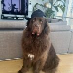Mikhail Varshavski Instagram - Wishing my best friend the happiest of all birthdays ❤️🐻🎉 It’s hard to explain how much a dog can mean to someone. But this 140-pound floof truly has gotten me through some of my hardest times. Love you @thebearpup Happy 6th bday my sweet boy! 🦴🎉 #newfie