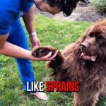 Mikhail Varshavski Instagram - @chewy Pharmacy saved the day! #ad #ChewyPartner #ChewyPharmacy