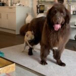 Mikhail Varshavski Instagram - Love is in the air ❤️ @thebearpup #newfie #frenchie