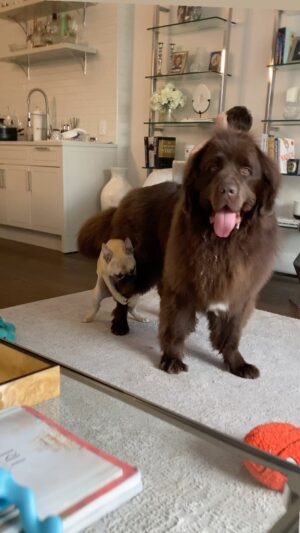 Mikhail Varshavski Instagram - Love is in the air ❤️ @thebearpup #newfie #frenchie